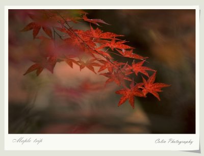 DSC02140v_f.jpg