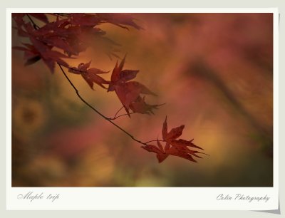 DSC02143v_f.jpg