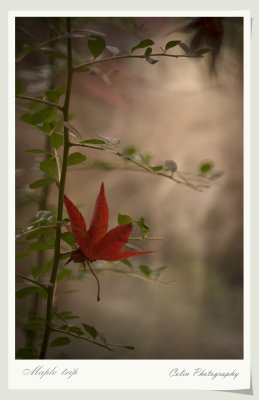 DSC02148v_f.jpg