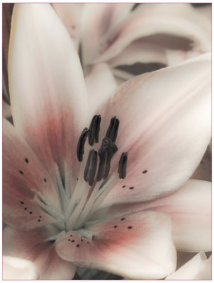Lily.