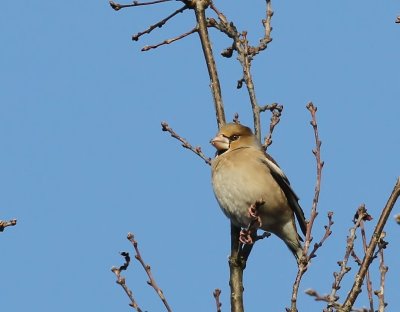Appelvink - Hawfinch