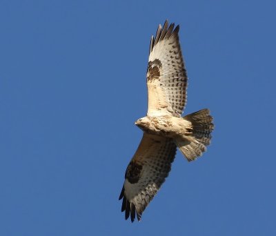 Buizerd - Common Buzzard