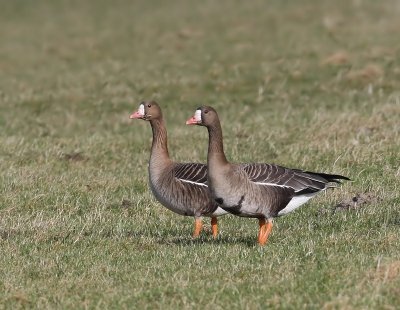 Kolganzen - Greater White-fronted Geese