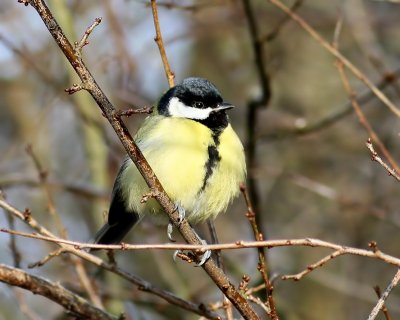 Koolmees - Great Tit