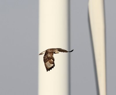 Ruigpootbuizerd - Rough-legged Buzzard