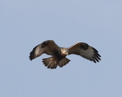 Ruigpootbuizerd - Rough-legged Buzzard