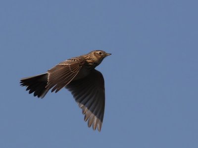 Veldleeuwerik - Eurasian Skylark