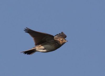 Veldleeuwerik - Eurasian Skylark