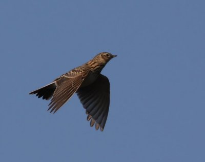 Veldleeuwerik - Eurasian Skylark