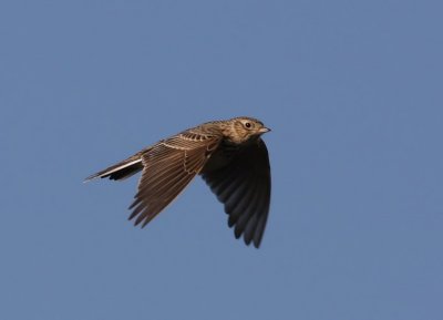 Veldleeuwerik - Eurasian Skylark