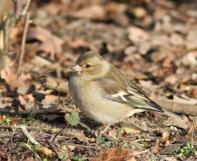 Vink - Common Chaffinch