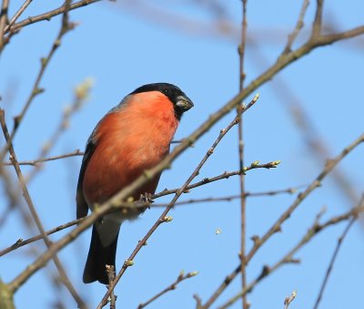 Goudvink - Eurasian Bullfinch