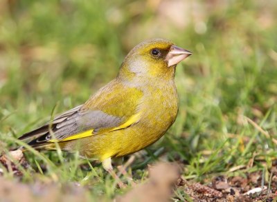 Groenling - Europeans Greenfinch