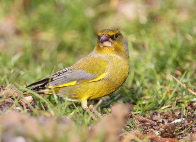 Groenling - Europeans Greenfinch