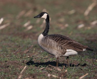 Grote Canadese Gans _ Greater Canada Goose
