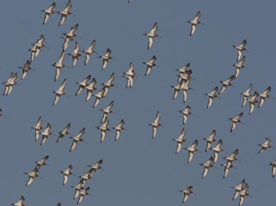 Grutto's - Black-tailed Godwits