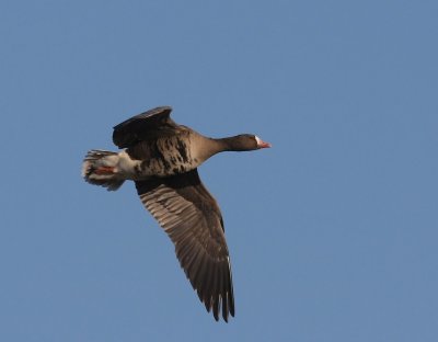 Kolgans - Greater White-fronted Goose