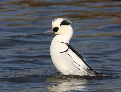 Nonnetje - Smew