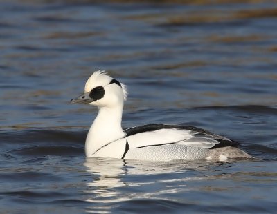 Nonnetje - Smew