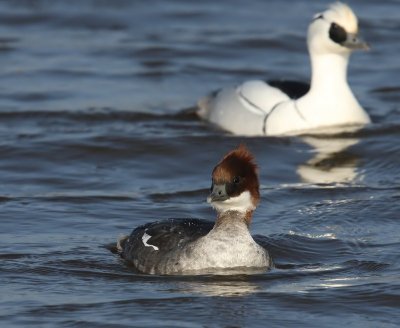 Nonnetje - Smew