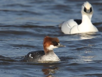 Nonnetje - Smew