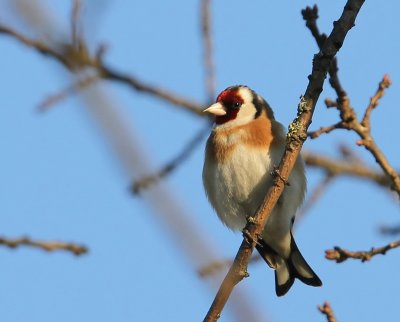 Putter - European Goldfinch