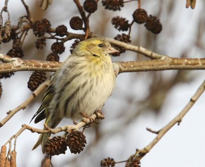 Sijs - Eurasian Siskin