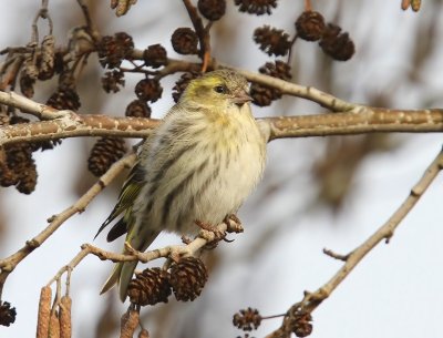 Sijs - Eurasian Siskin