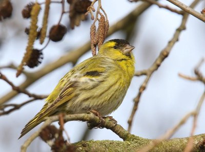 Sijs - Eurasian Siskin