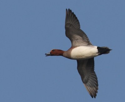 Smient - Eurasian Wigeon