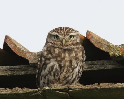 Steenuil - Little Owl