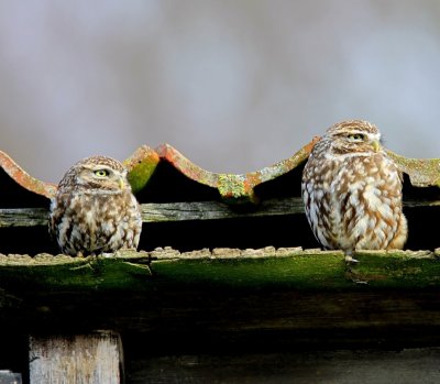 Steenuilen - Little Owls