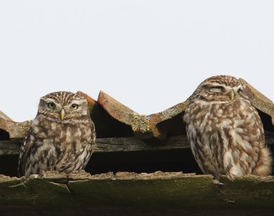 Steenuilen - Little Owls