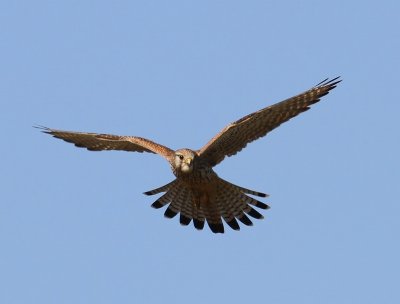 Torenvalk - Common Kestrel