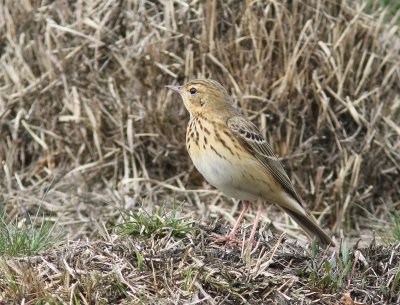 Boompieper - Tree Pipit