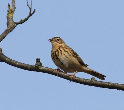 Boompieper - Tree Pipit