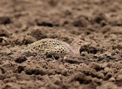 Fazant - Common Pheasant