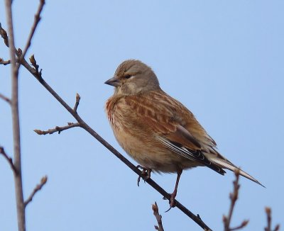 Kneu - Common Linnet