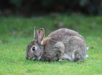 Konijn - Rabbit