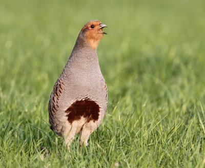 Patrijs - Grey Partridge