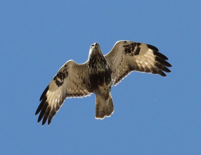 Ruigpootbuizerd - Rough-legged Buzzard