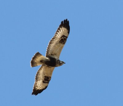 Ruigpootbuizerd - Rough-legged Buzzard