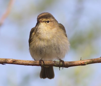 Tjiftjaf - Northern Chiffchaff