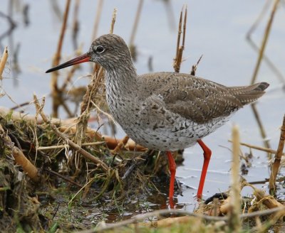 Tureluur - Common Redshank