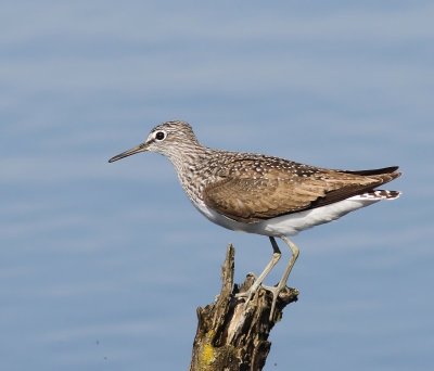 Witgat - Green Sandpiper