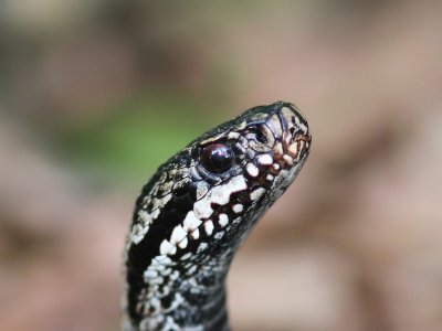 Adder - Viper
