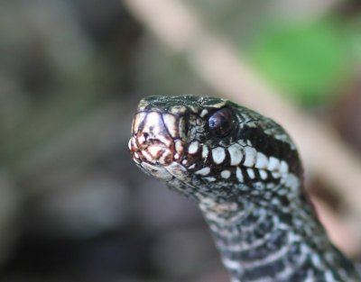 Adder - Viper