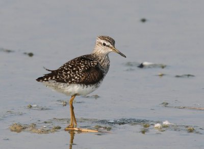 Bosruiter - Wood Sandpiper