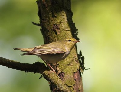 Fluiter - Wood Warbler