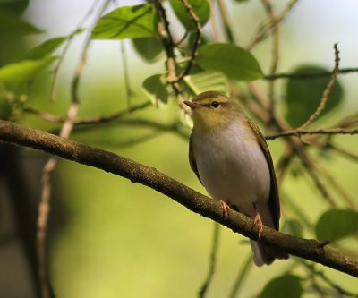 Fluiter - Wood Warbler